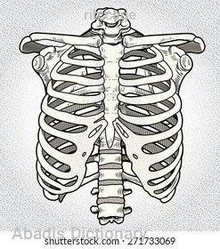 rib cage